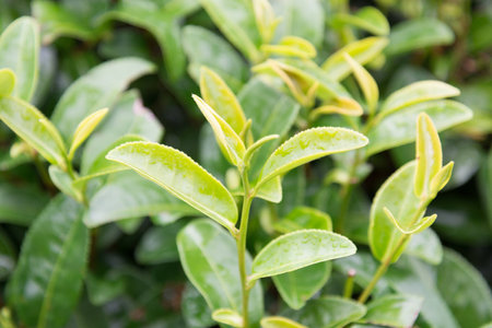 closeup macro picture of fresh wet green tea leaves growing in the rainの写真素材