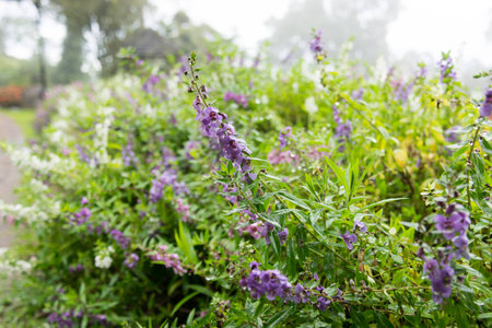 lavender and lilac garden in the rain with blurred background at the northern province of Chiang Rai Thailandの写真素材