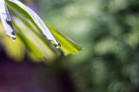 water drop on tip of green leaf, blur background in rainの写真素材