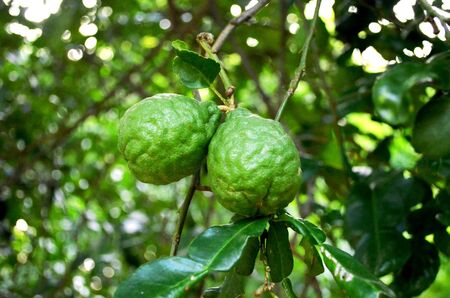 Lemon tree in the garden.の写真素材