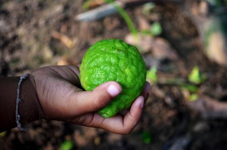 A lemon in child hand.の写真素材