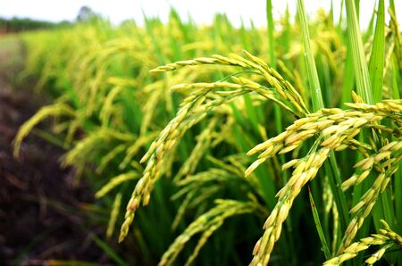 Ear of rice in the field