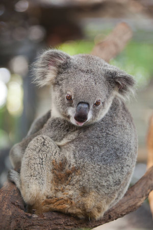 koala sitting on a tree in the forest.の写真素材