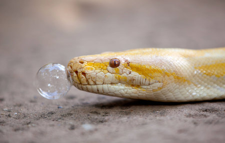 Pythons in zooの写真素材