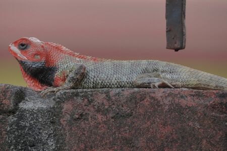 Colorful garden lizard moving on the wall.の写真素材