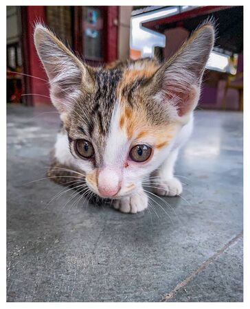 Adorable cute little kitty cat .の写真素材