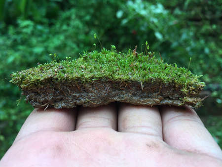 A man holding pice of soil containing various types of small plant diversity.の写真素材