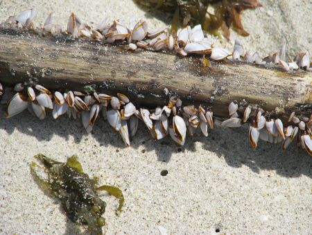 sea shellの写真素材