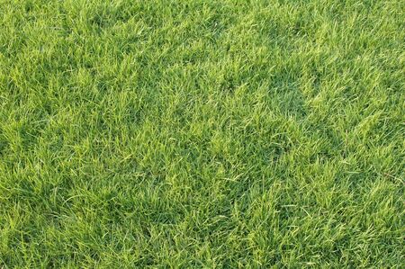 Green grass close up in the evening lightの写真素材