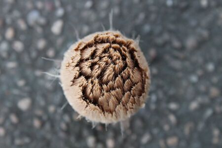 Close up wet face brush after clean by water