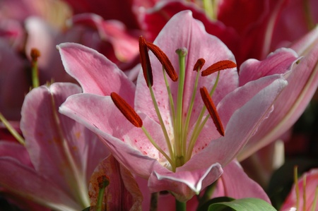 beautiful pink lily close upの写真素材