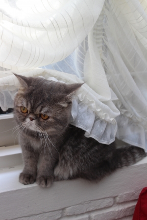 Cat sitting under the curtain の写真素材