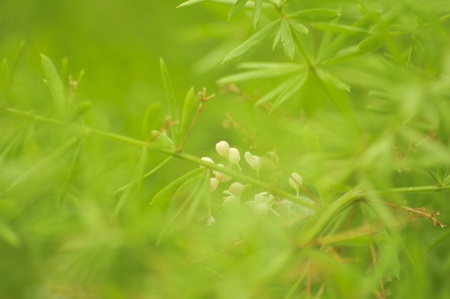 little white flower in the green leaf の写真素材