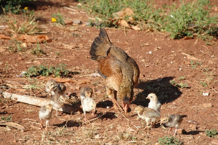 hens with the chicks looking for food の写真素材