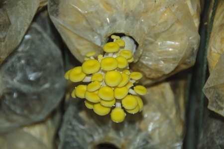 yellow muchroom growing on the bottle の写真素材