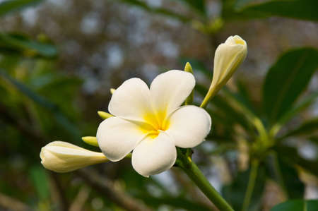 Beautiful white flower in thailand, Lan thom flowerの写真素材