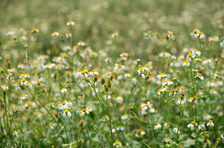 The flower of grass with white flowers の写真素材