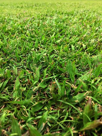 grass