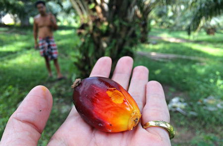 Crude Palm Oilの写真素材