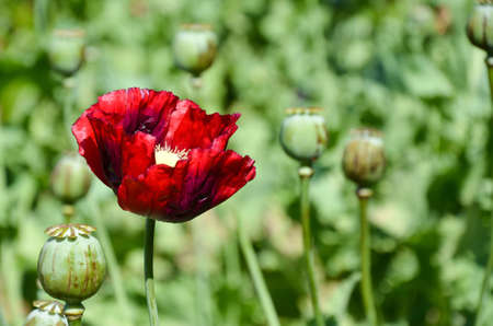 red Variety opium の写真素材