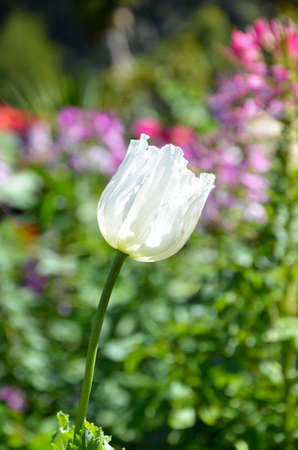 white Variety opium の写真素材