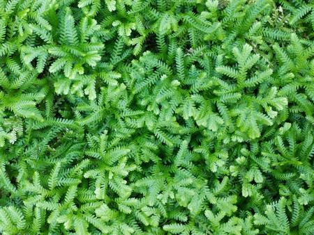 Selaginella erythropusの写真素材