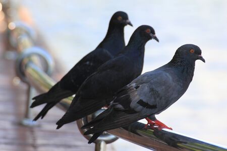 Pigeonの写真素材