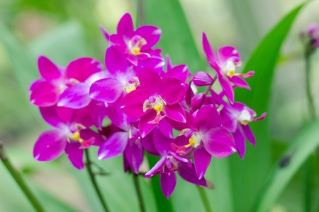 beautiful Orchidaceae in the gardenの写真素材