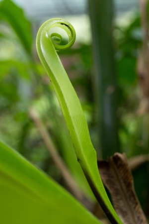 Fern leafの写真素材