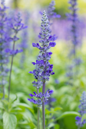 Sage plant (lat. Salvia Officinalis). Background made from healing herbsの写真素材