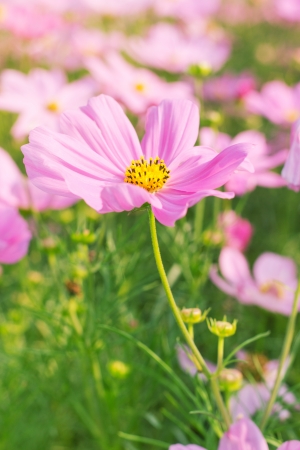 Cosmos pink flower Family Compositae in gardenの写真素材