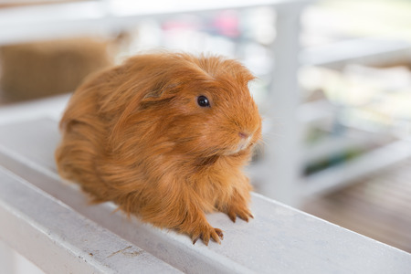 Guinea Pig, Cavia porcellusの写真素材