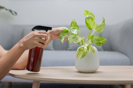 The woman is spraying Liquid fertilizer the foliar feeding on the golden pothos on the wooden table...