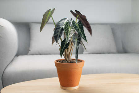 Alocasia sanderiana bull or alocasia bambino in a clay potの写真素材