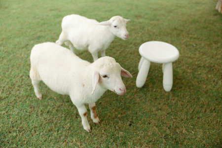 Two lambs on the grassの写真素材