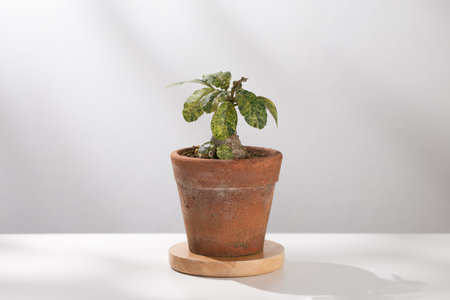 Dorstenia foetida variegata or Dorstenia Plant on the clay pot.の写真素材