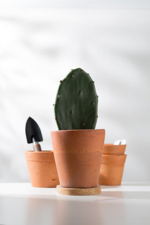 Opuntia stricta or Erect prickly pear in a clay pot and planting equipment on a white wooden table.の写真素材