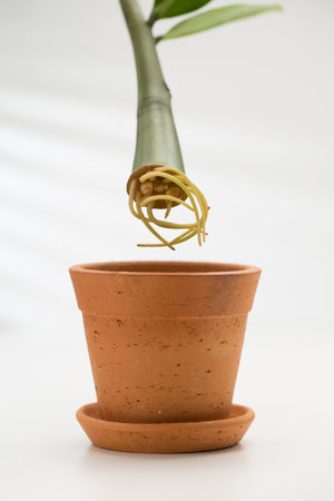 The image shows a branch of a Zz plant with visible roots being propagated in a clay pot. The white background highlights the simplicity and focus on the propagation process.の写真素材