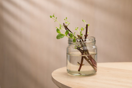This image illustrates the propagation of peppermint cuttings in water.の写真素材