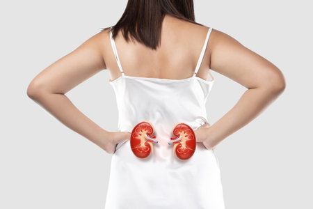 Kidney failure. Kidney disease in women can cause pain, fatigue, and serious health risks. Learn about kidney health, symptoms, and ways to care for your body naturally. Kidney diseaseの写真素材