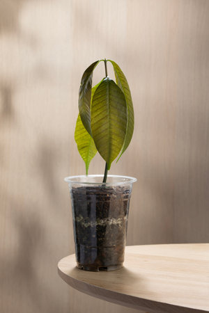 A young mango plant sprouting from seed in a recycled plastic cup, symbolizing sustainability, eco-friendly gardening, and the beauty of growing life at home.の写真素材