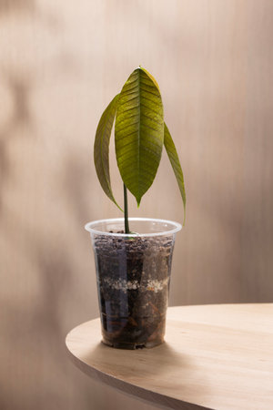 A young mango plant sprouting from seed in a recycled plastic cup, symbolizing sustainability, eco-friendly gardening, and the beauty of growing life at home.の写真素材