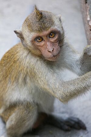 Thai monkeyの写真素材