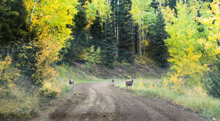 autumn road and the deersの写真素材
