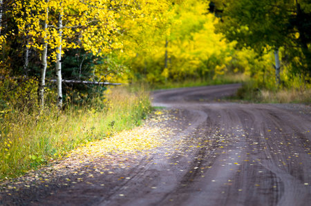 falling leavesの写真素材