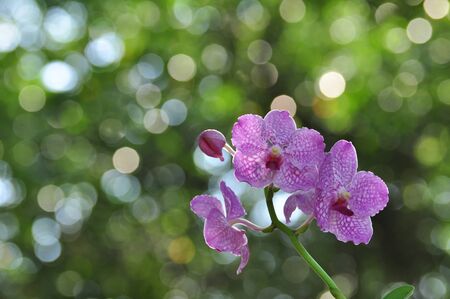 Beautiful bright purple orchid in the garden.Colorful flowers and flowers in the garden.Beautiful orchid in the garden.の写真素材