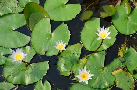 Beautiful white lotus in the pool.の写真素材