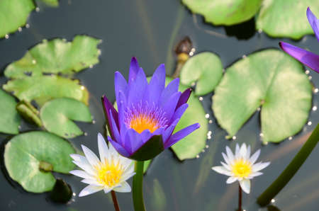 Beautiful purple and white lotus in the pool.の写真素材