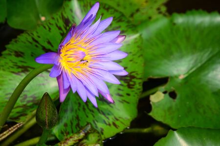 Beautiful purple lotus in the pool.の写真素材