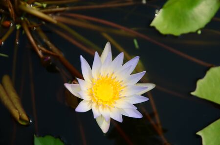 Beautiful purple lotus in the pool.の写真素材